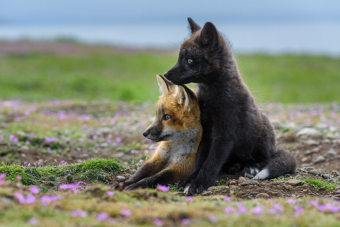 USA, Staat Washington. Rotfuchs-Kits.