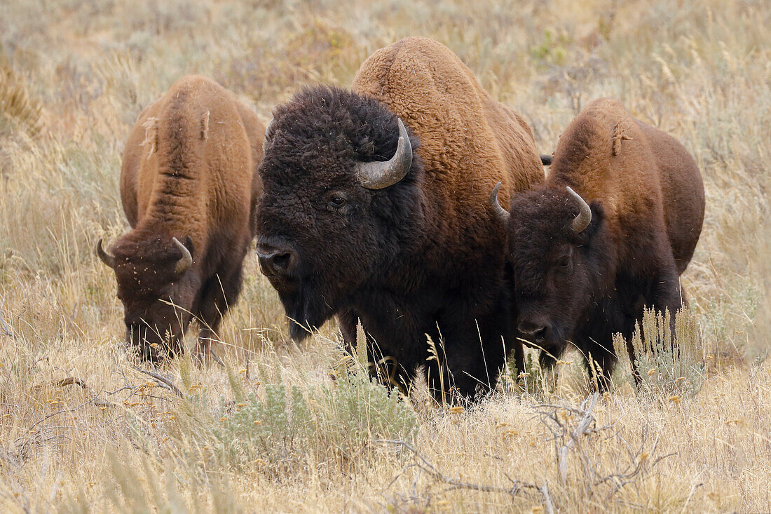 Bison, Yellowstone National Park, Wyoming