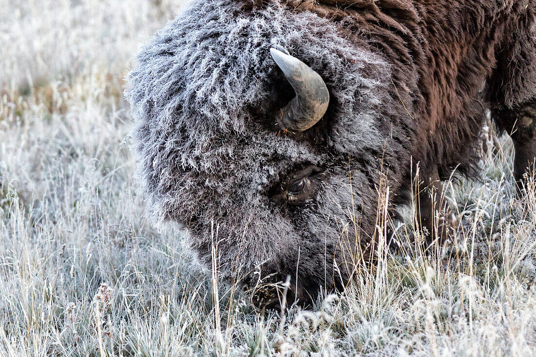 Frosted Bison grazing Yellowstone National Park (Montana, Wyoming)