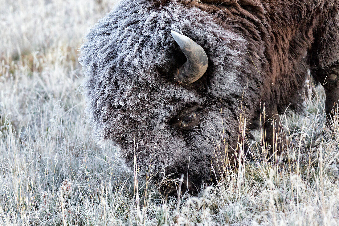 Gefrorener Bisons grast im Yellowstone National Park (Montana, Wyoming)