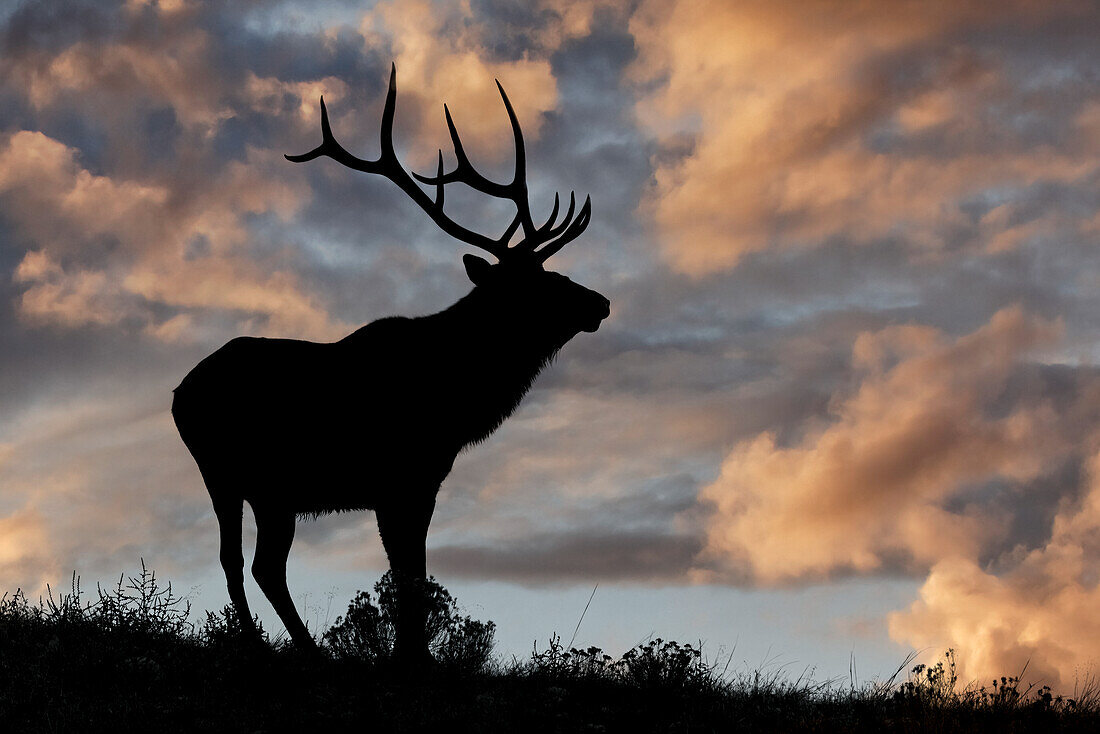 Bull elk or wapiti silhouetted at sunrise on ridge, Yellowstone National Park, Wyoming