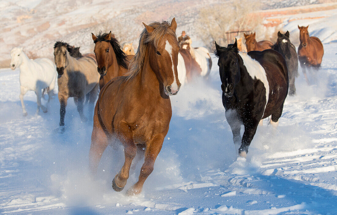 Ausritt im Winter auf Hideout Ranch, Shell, Wyoming. Herde von Pferden, die im Winterschnee laufen.