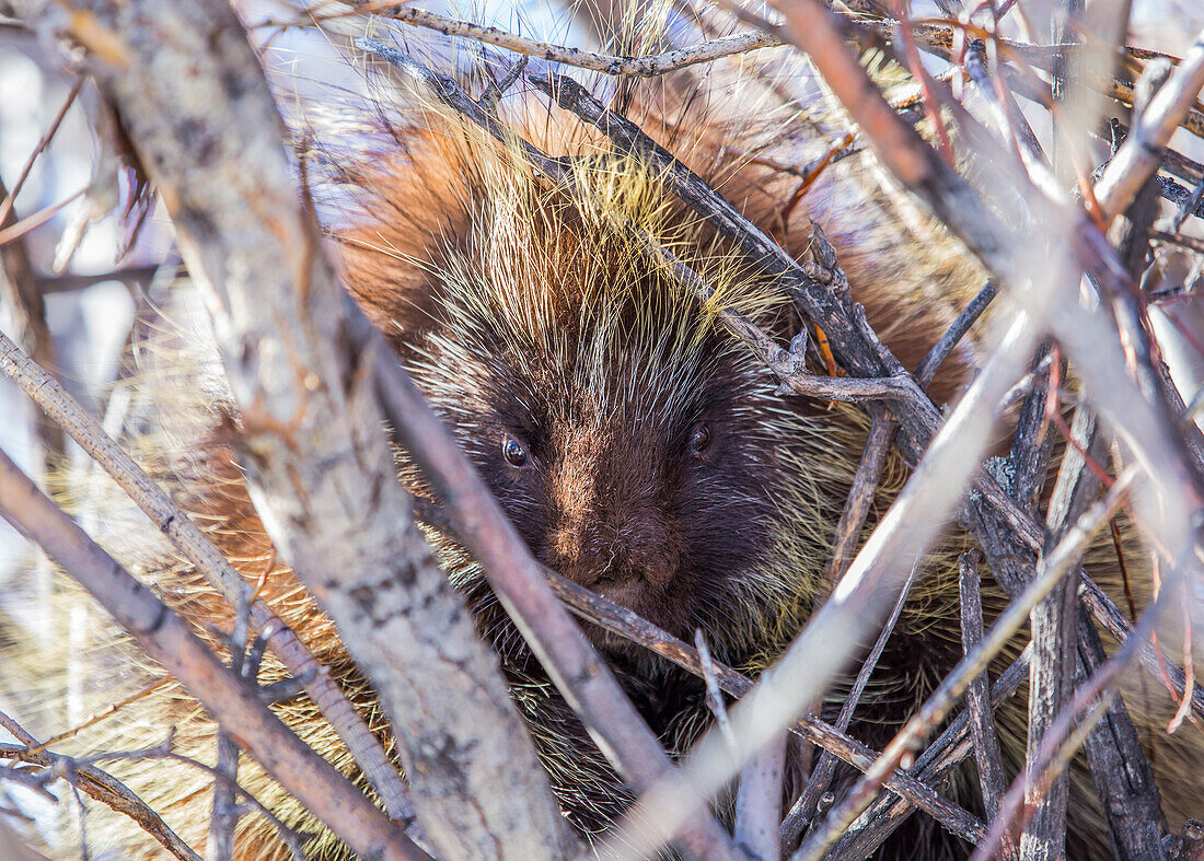 USA, Wyoming, Sublette County, porcupine sits in a willow tree in February.