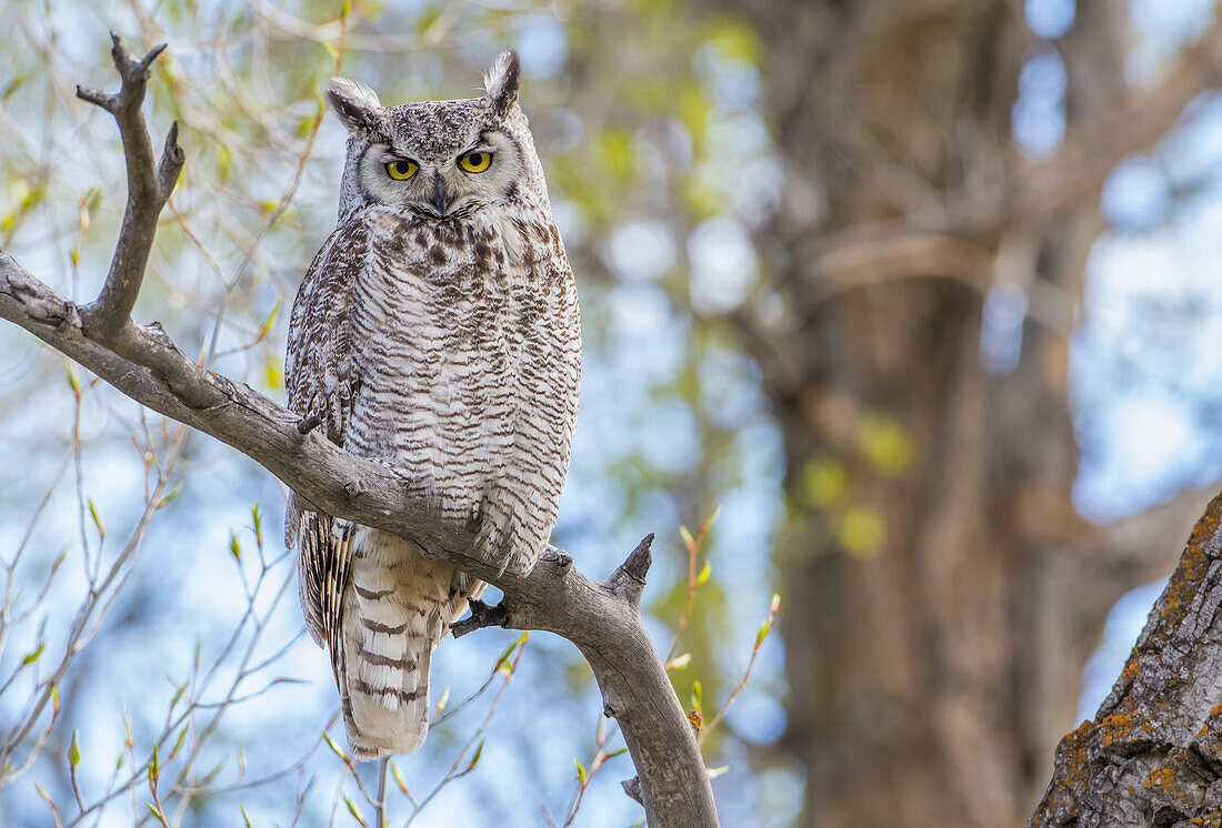 USA, Wyoming, Lincoln County, Great Horned Owl perches on a limb of a cottonwood tree.
