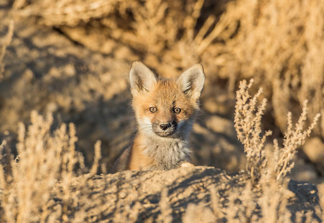 USA, Wyoming, Lincoln County, red fox kit peers from it's den in the desert.