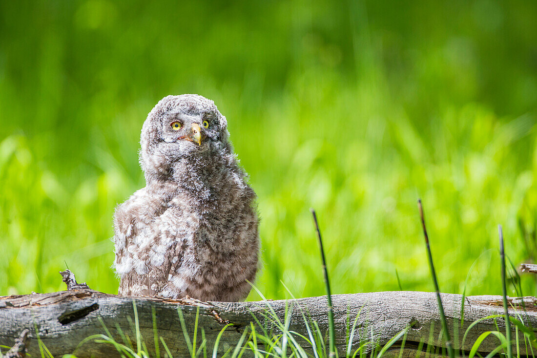 USA, Wyoming, Grand Teton National Park, Great Gray Owl Fledgling sitting on log in grasses.