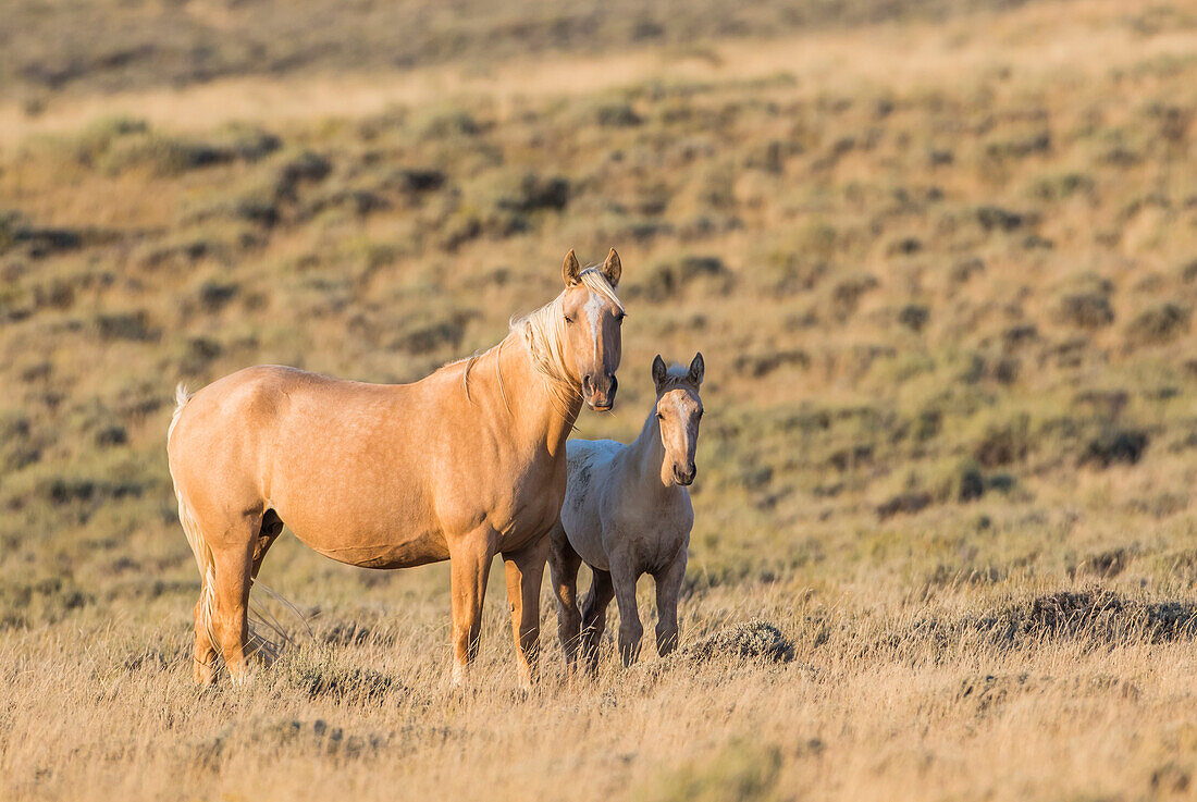 USA, Wyoming, Sweetwater County, Red Desert, Palomino mare and her foal.