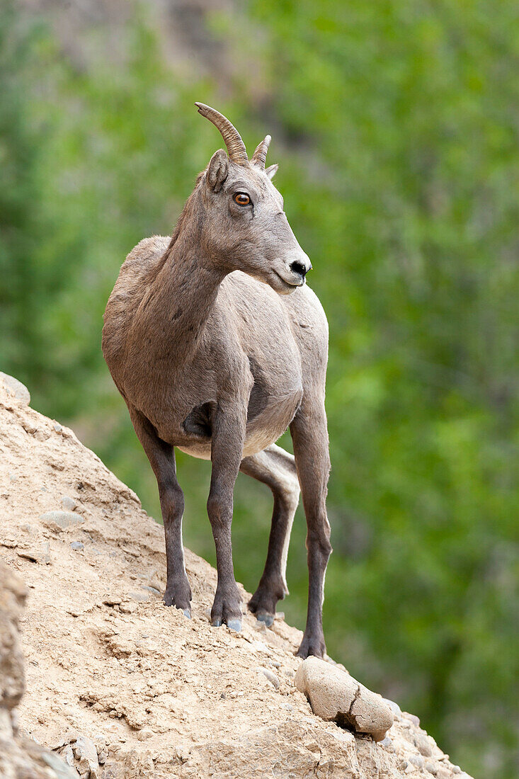 Yellowstone National Park, weibliches Dickhornschaf, das von einem steilen Felsvorsprung nach unten schaut.