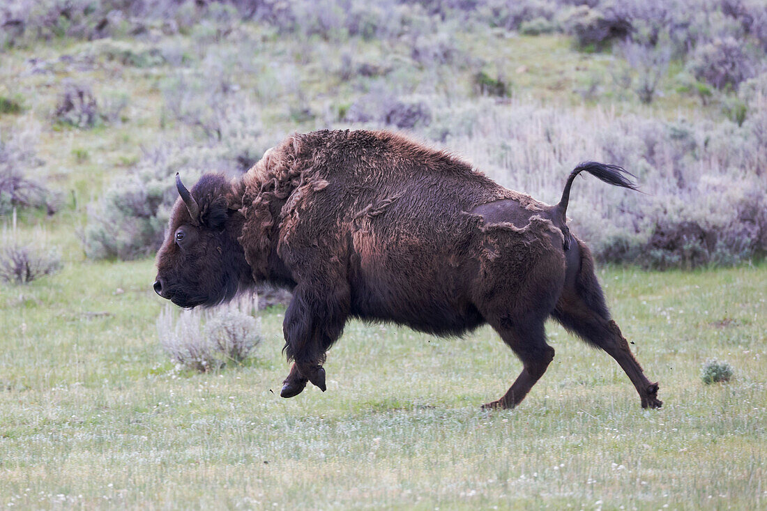 Yellowstone Nationalpark. Eine amerikanische Bisonkuh handelt rasend.