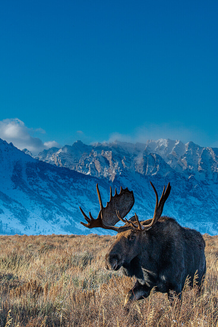 Bull moose portrait with Grand Teton National Park in background, Wyoming