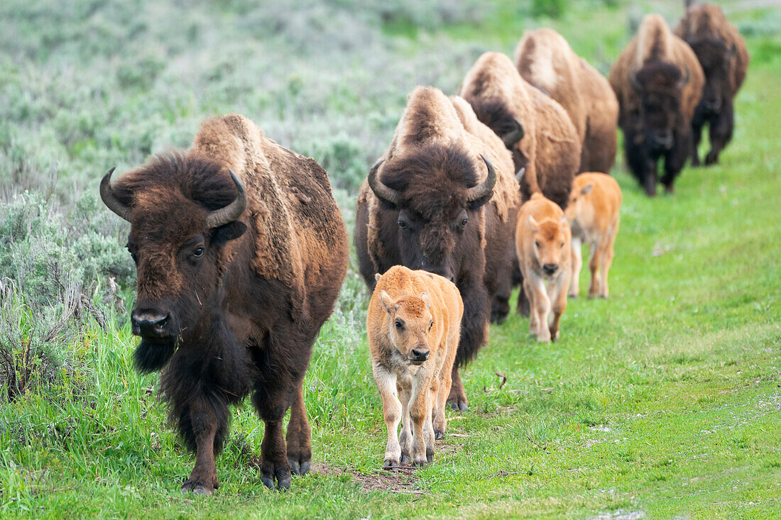 Yellowstone Nationalpark. Eine Gruppe von Bisonkühen mit ihren Kälbern bewegt sich in einer langen Reihe.