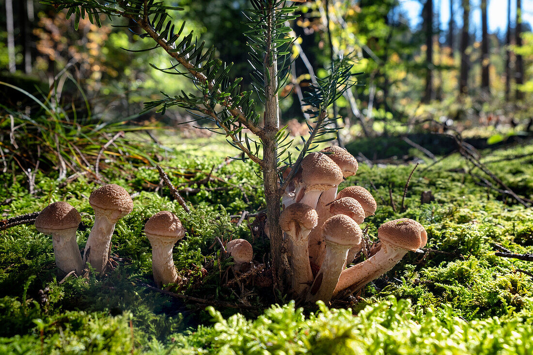 Honey fungus (Armillaria) on moss in forest, Bavaria, Germany, Europe