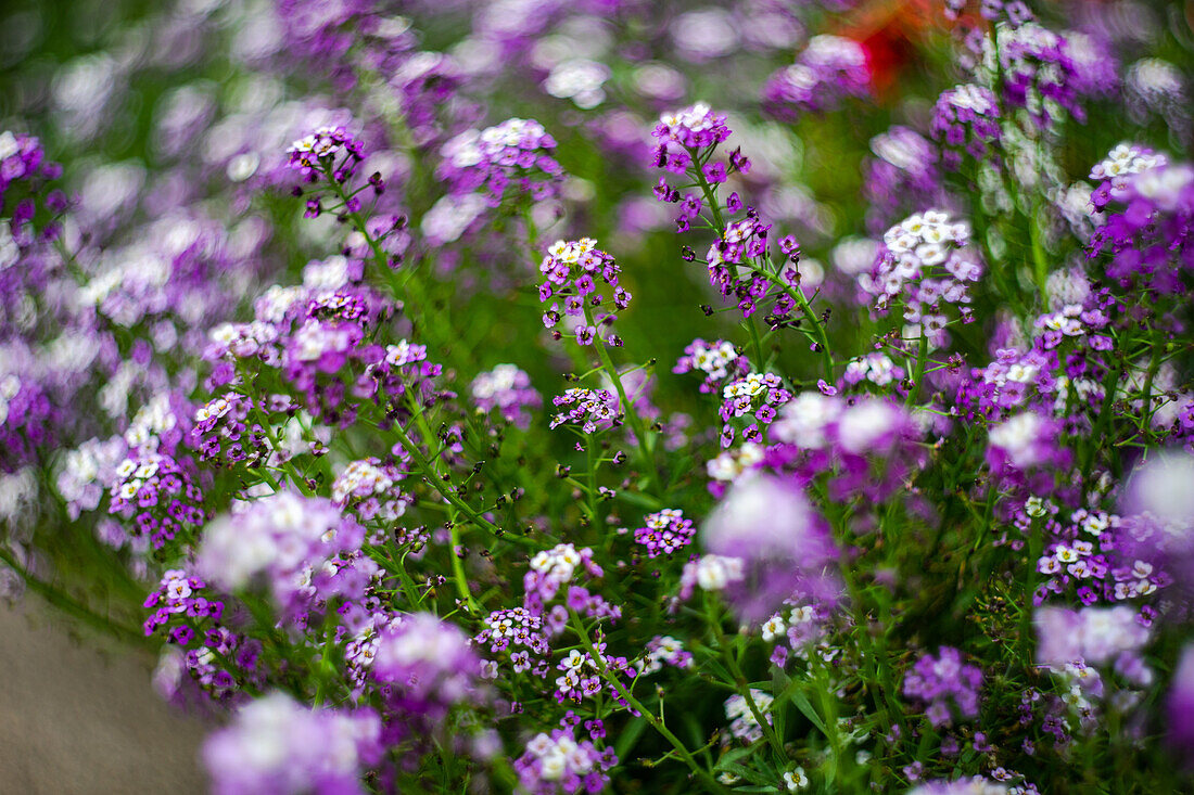 Autumnal flower bed in the park with purple alyssum, Lobularia flower