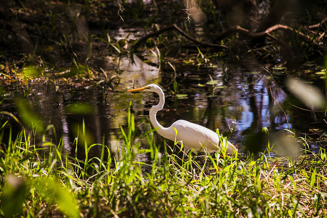 Reiher im Nationalpark Everglades, Florida, USA\n