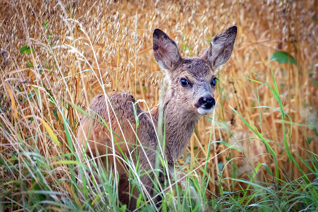 Fawn in the oat field