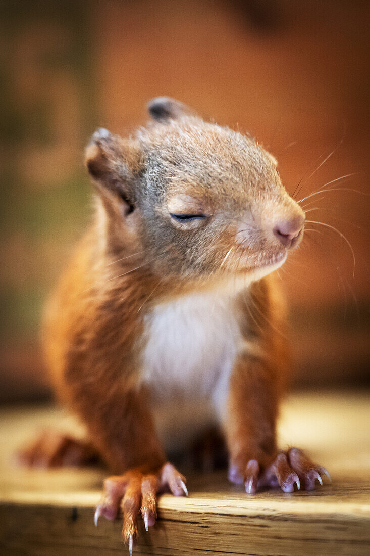Young squirrel