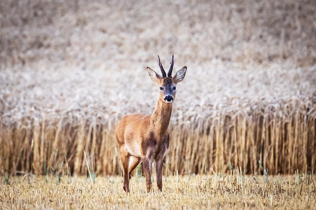 Roebuck in front of a wheat field