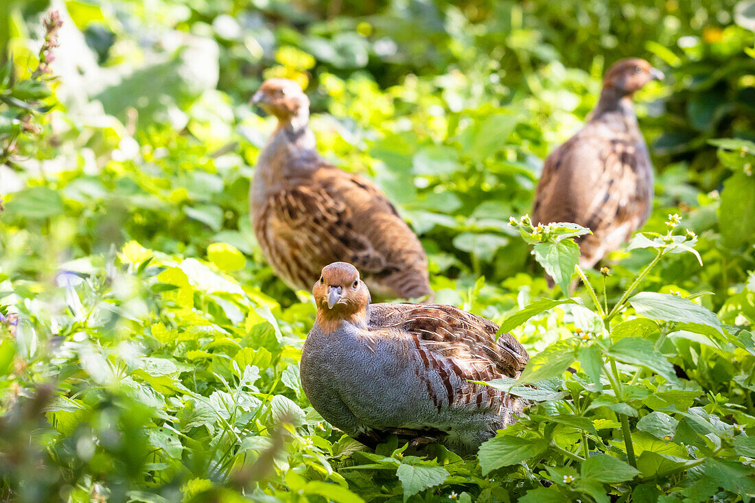 Young partridges in an autumn environment, gray partridge, gallinaceous bird