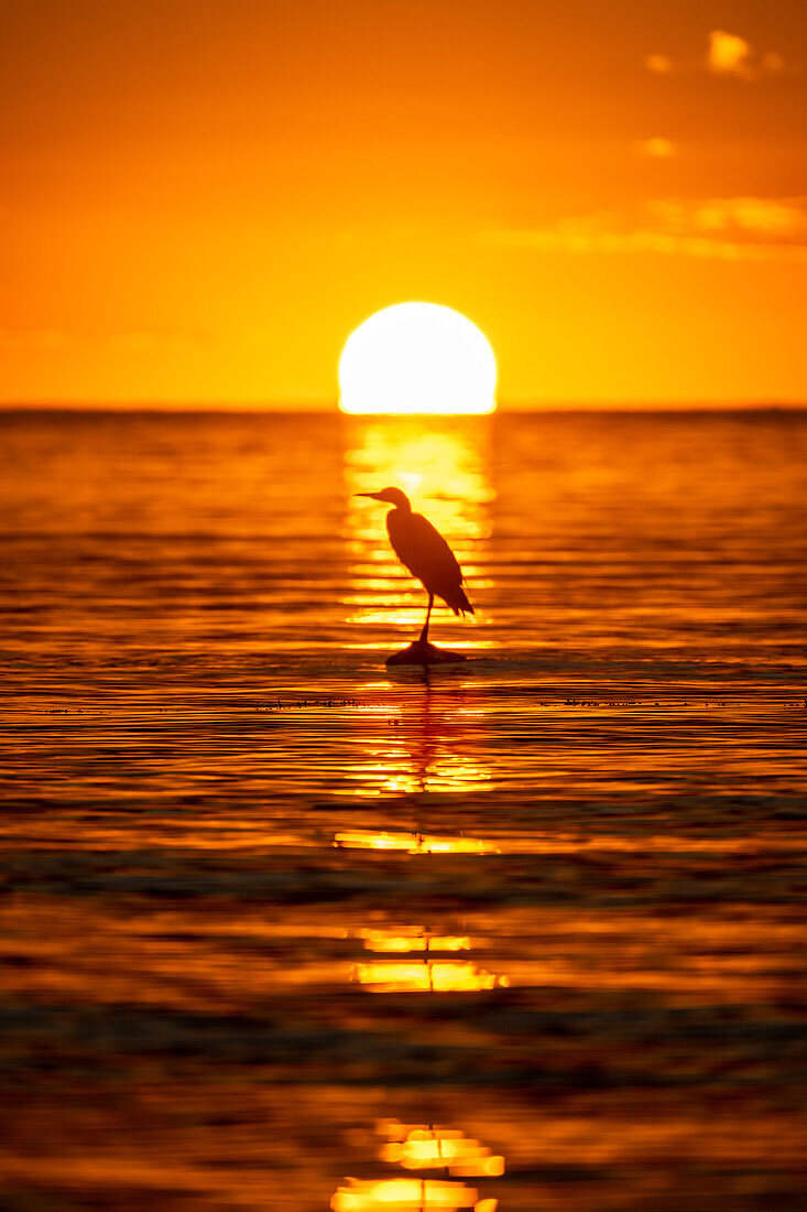 A heron sits on a stone in the Baltic Sea at sunset, Baltic Sea, Ostholstein, Schleswig-Holstein