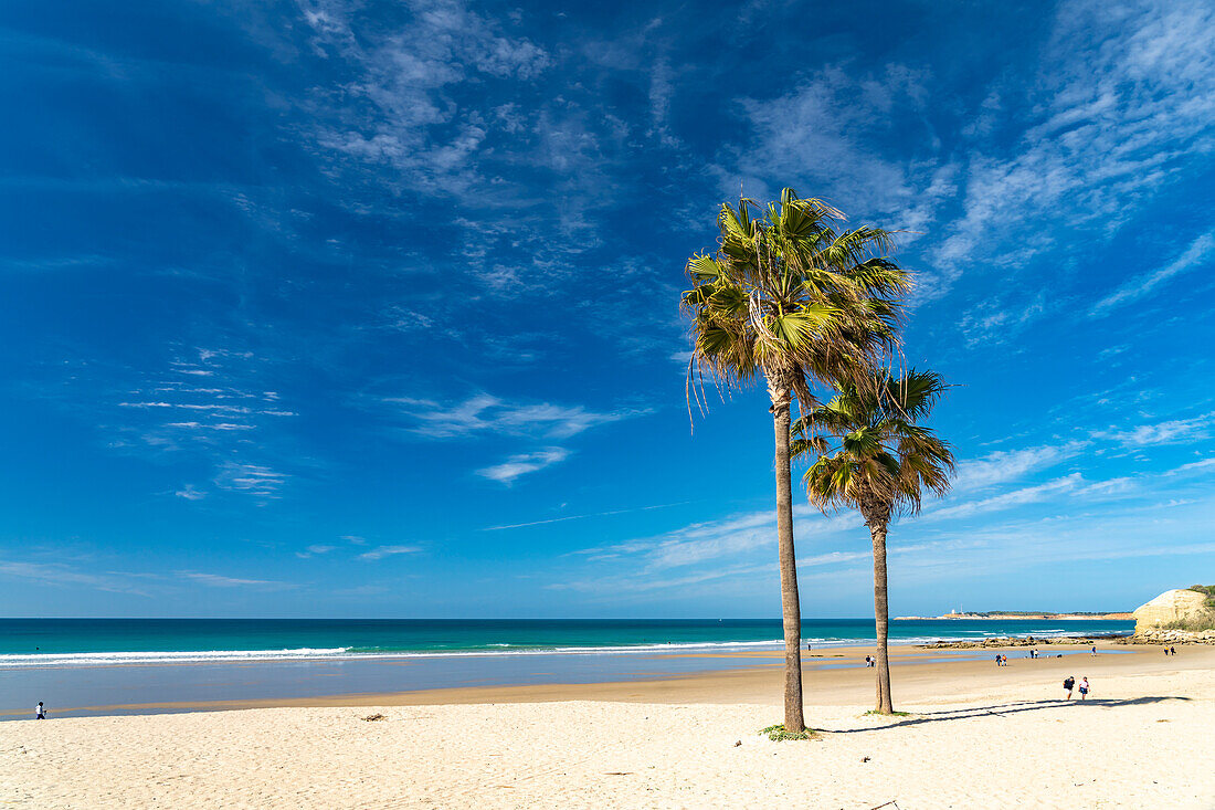 Palmen am Strand von Conil de la Frontera, Costa de la Luz, Andalusien, Spanien