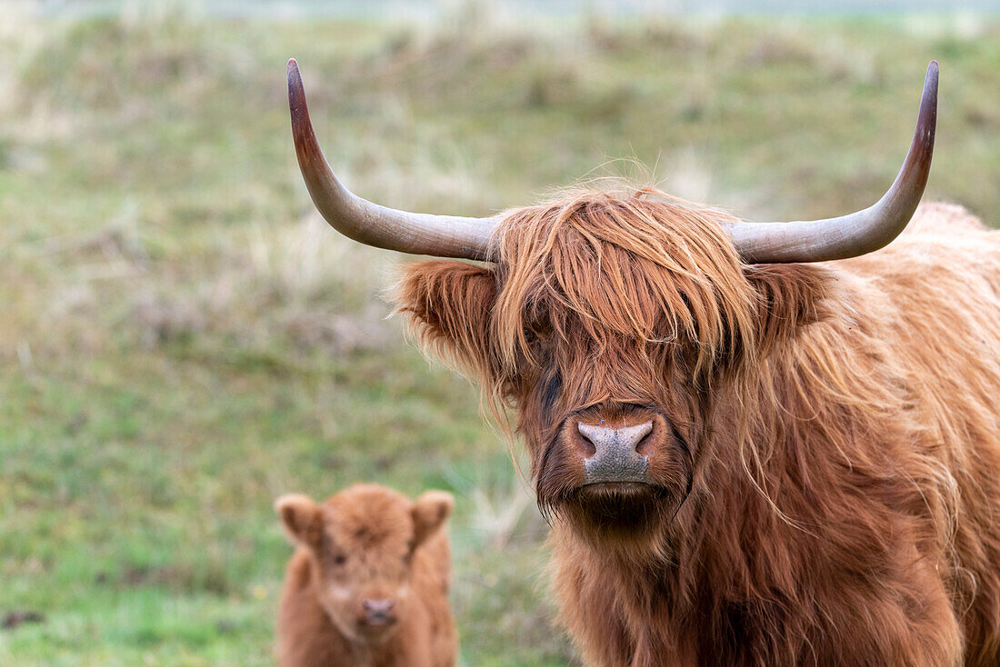 Galloway-Rinder, dänische Nordseeinsel Rømø, Tønder, Syddänemark, Dänemark