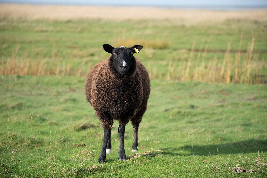 Schaf im Wattenmeer, Nationalpark Vadehavet, Insel Mandø, Süddänemark, Dänemark