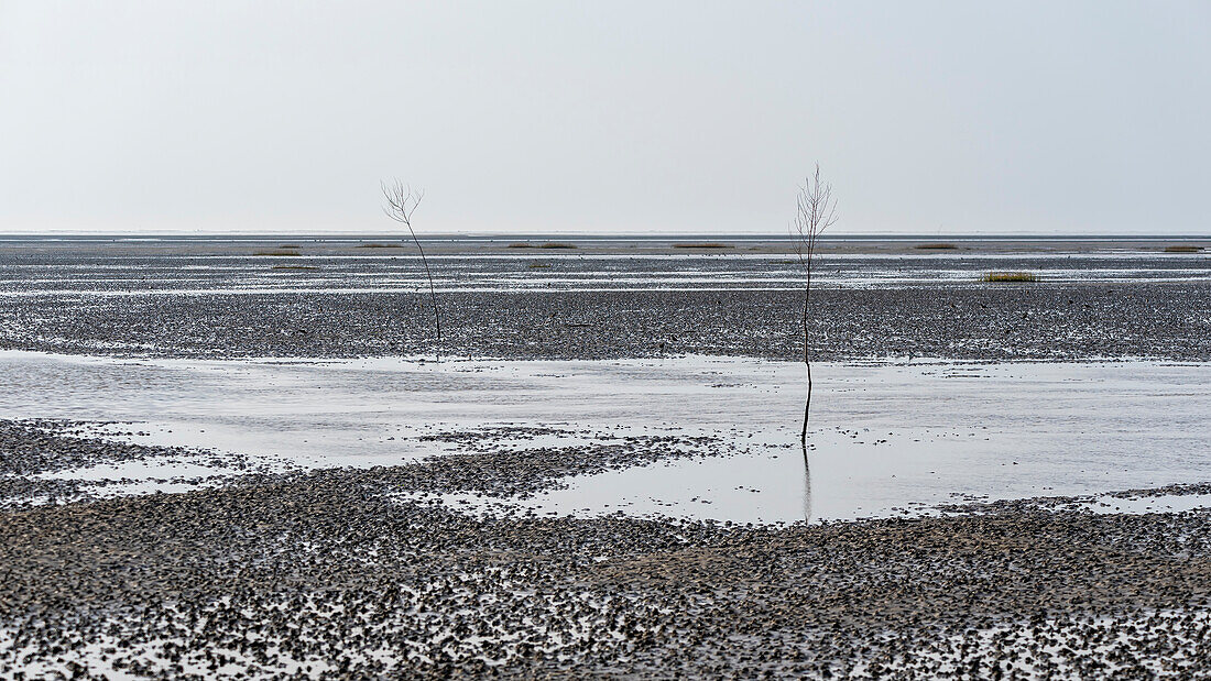 Zwei Bäumchen im Wattenmeer, Nationalpark Vadehavet, Insel Mandø, Süddänemark, Dänemark