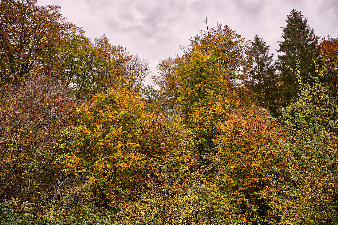 Herbstwald, Remagen, Rheinland-Pfalz, Deutschland
