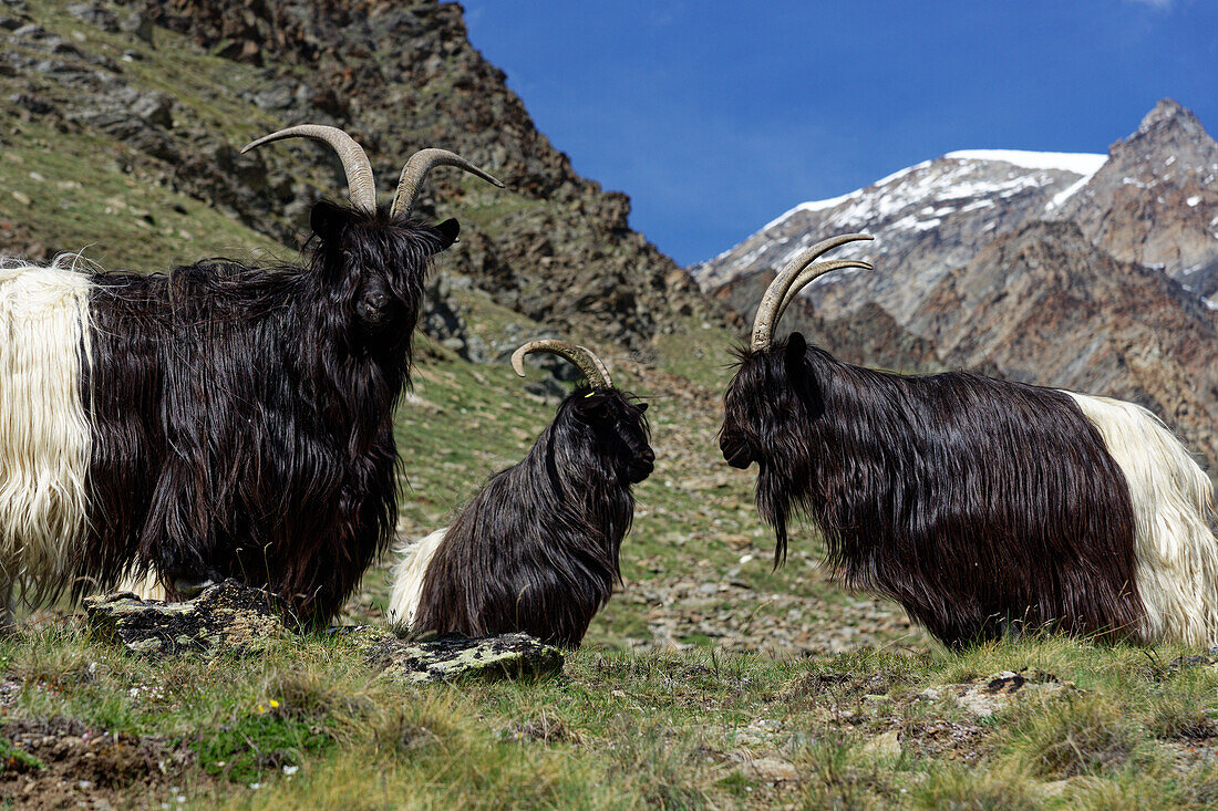 Walliser Schwarzhalsziegen an der Täschhütte, Mattertal, Wallis, Schweiz.