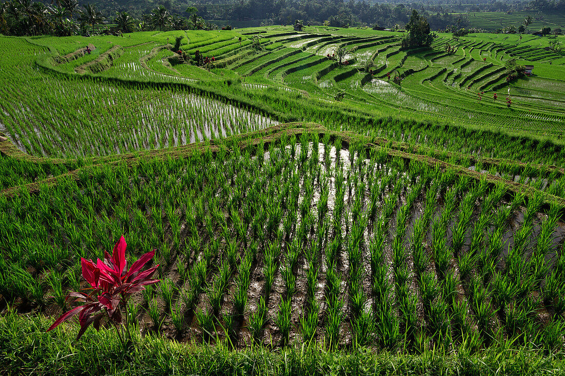 Reisfelder bei Jatiluwih, Bali, Indonesien, Asien