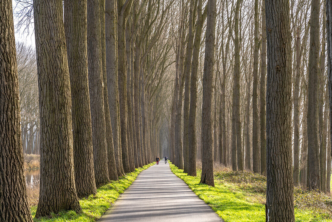 Avenue at the Damme Canal in Damme, West Flanders, Belgium, Europe