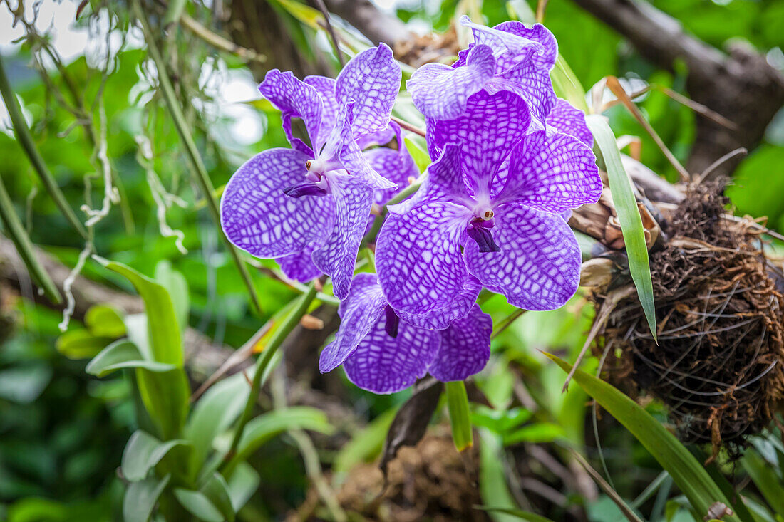 Orchid flower in the orchid grotto in La Mortella Garden in Forio, Ischia Island, Gulf of Naples, Campania, Italy