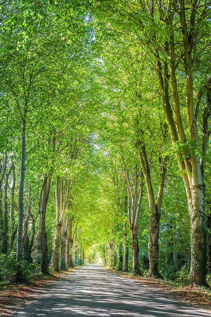 Avenue of plane trees at the Chapelle Notre Dame de Grace, Honfleur, Calvados, Normandy, France