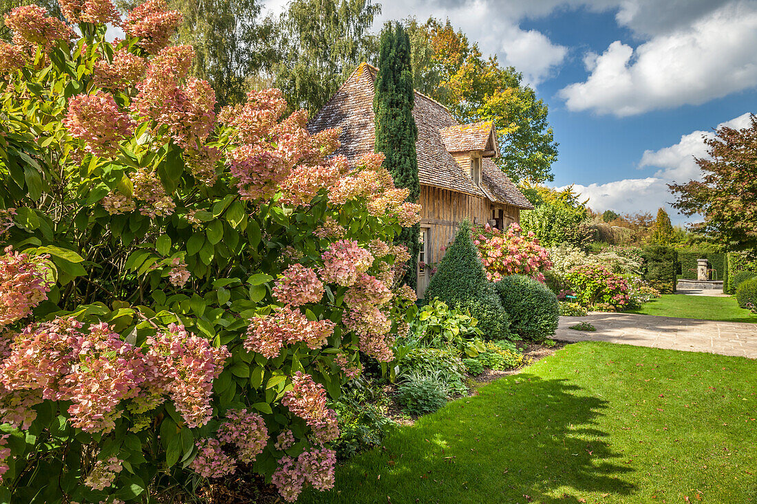 Magnificent Hydrangeas in the Jardins de Pays d`Auge, Cambremer, Calvados, Normandy, France