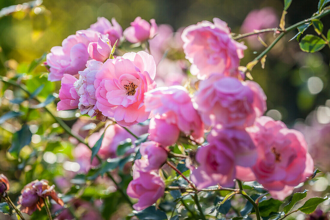 Rosengarten in den Jardins de Pays d`Auge, Cambremer, Calvados, Normandie, Frankreich