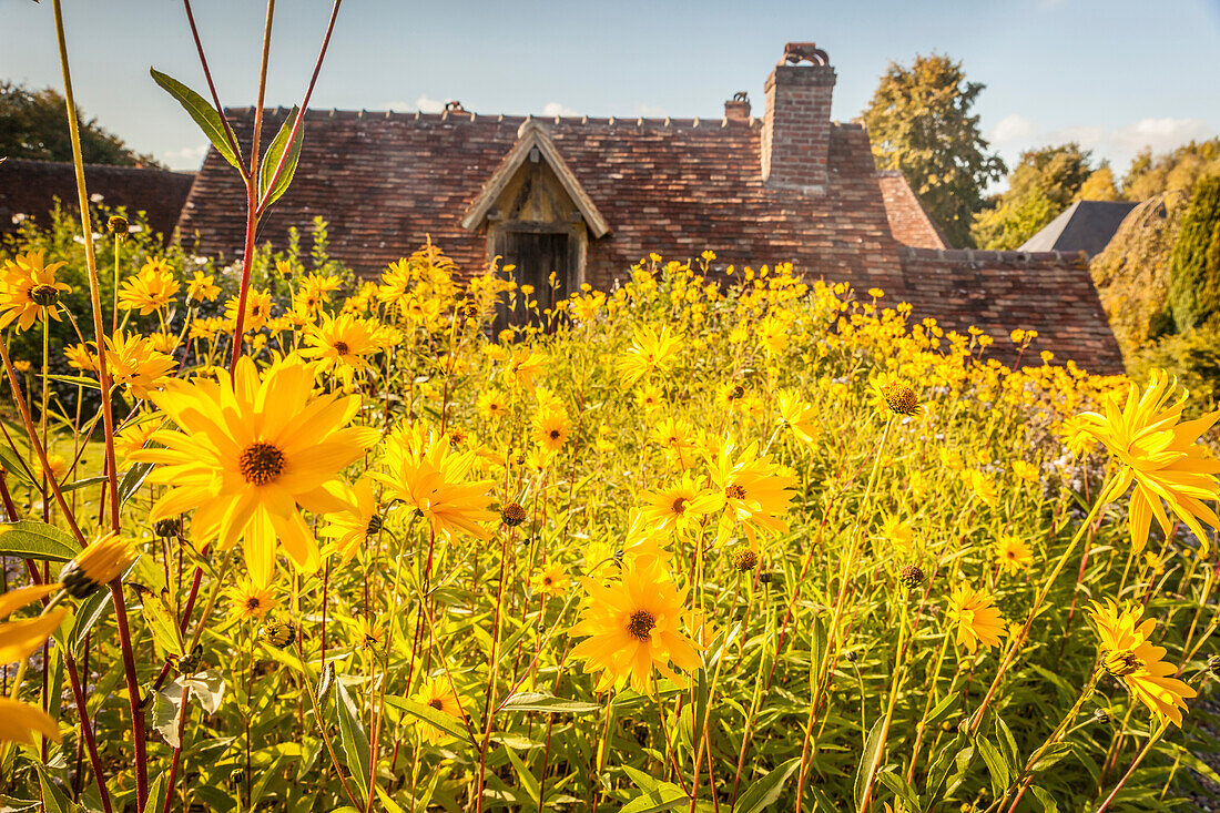 Poor-flowered sunflower in the Jardins de Pays d`Auge, Cambremer, Calvados, Normandy, France