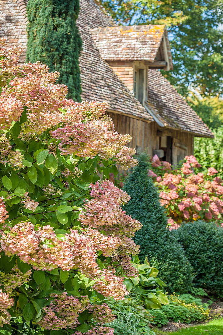 Magnificent Hydrangea in the Jardins de Pays d`Auge, Cambremer, Calvados, Normandy, France