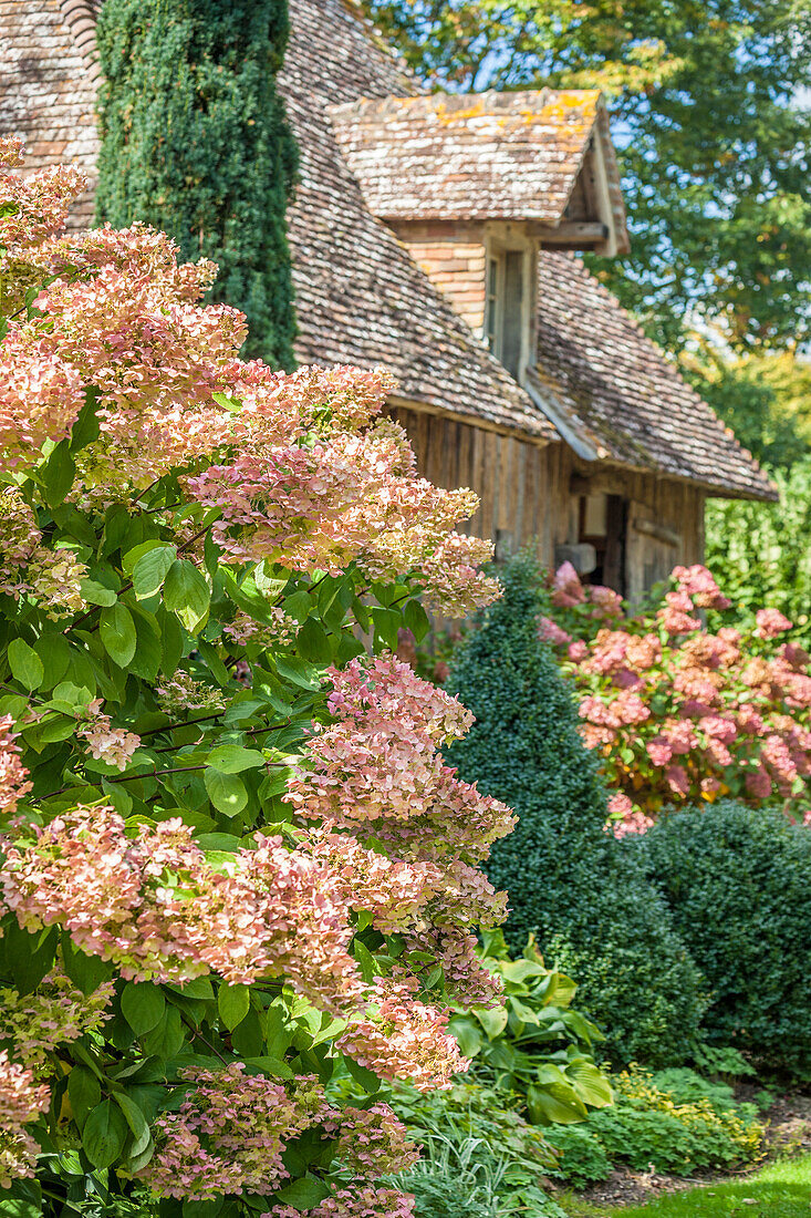 Prächtige Horthensien in den Jardins de Pays d'Auge, Cambremer, Calvados, Normandie, Frankreich