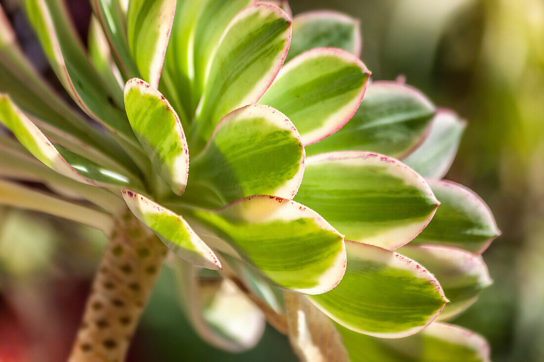 Sukkulente im Jardin Exotique auf der Ile de Batz, Finistère, Bretagne, Frankreich