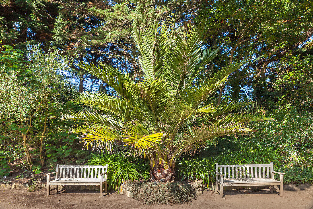 Jardin Exotique auf der Ile de Batz, Finistère, Bretagne, Frankreich