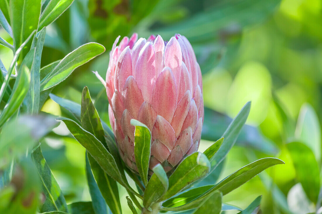 King Protea Blüte (Protea cynaroides) im Jardin Exotique auf der Ile de Batz, Finistère, Bretagne, Frankreich