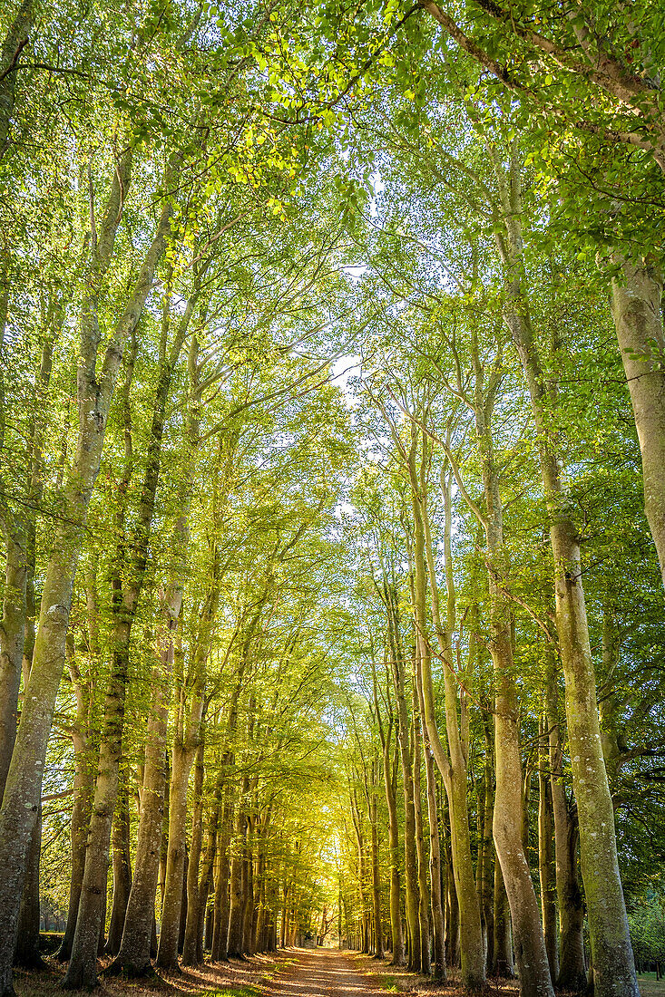 Avenue of beech trees at Plestin-les-Grèves, Côtes-d'Armor, Brittany, France