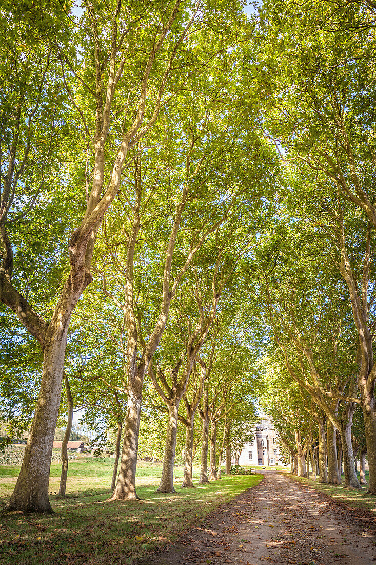 Avenue of plane trees to Château Kérouzéré near Sibiril, Finistère, Brittany, France