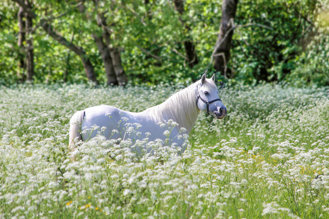 White horse on lush pasture near Arsdale on Bornholm, Denmark