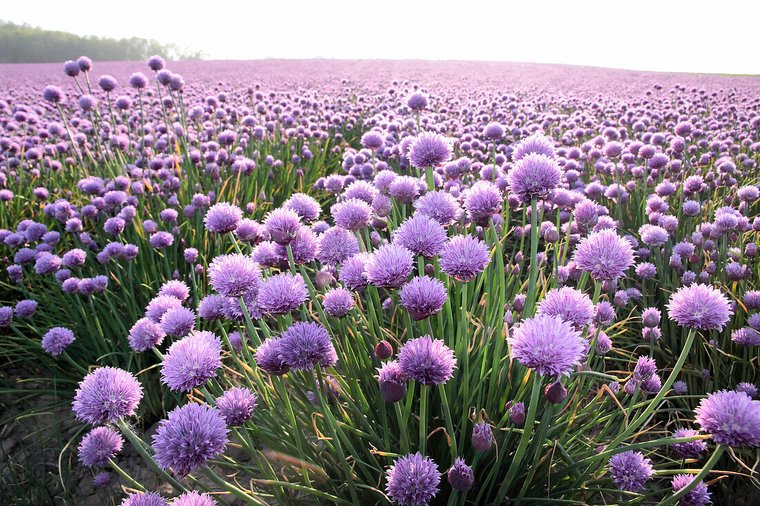 Flowering leeks (Allium schoenoprasum) at Arsdale on Bornholm, Denmark