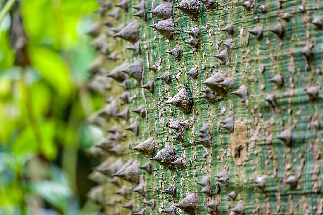 Stamm des Maya Ceiba Baums im Garten La Mortella in Forio, Insel Ischia, Golf von Neapel, Kampanien, Italien