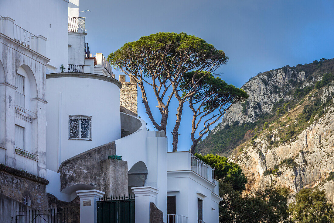 Schirmpinie im Ort Capri, Capri, Golf von Neapel, Kampanien, Italien