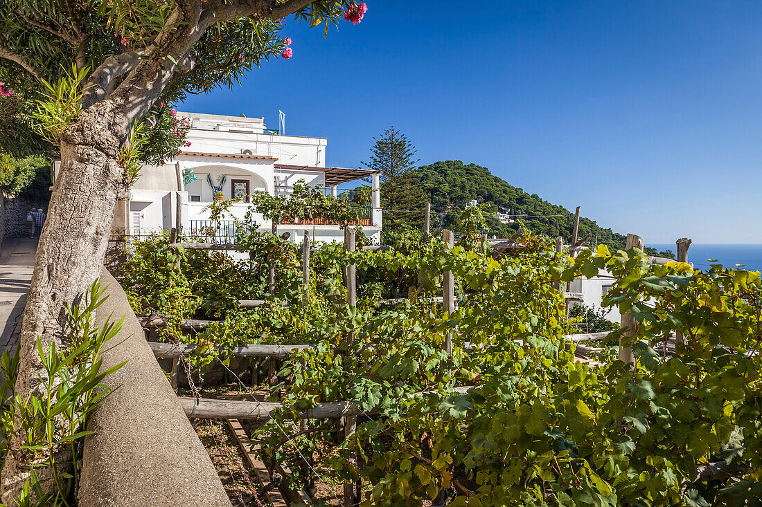 Klassische Villa mit Weinlauben im Ort Capri, Capri, Golf von Neapel, Kampanien, Italien