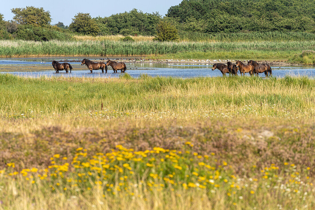 Wild horses in the area at Klise Nor near Bagenkop, Langeland Island, Denmark, Europe