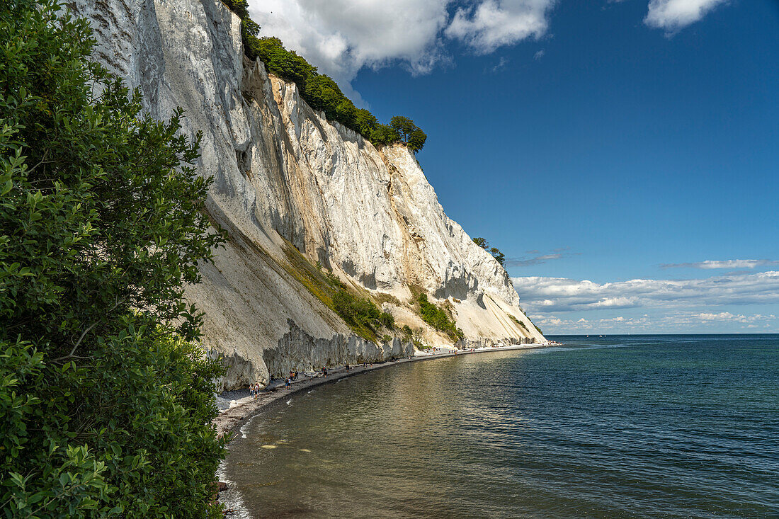 Steep coast and chalk cliffs Møns Klint, island of Mön, Denmark, Europe